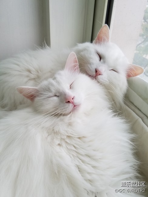 貓星人大大和妹妹