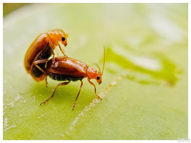 每周精帖匯【第66期：為四川、新疆、甘肅等受災(zāi)同胞祈?！? src="http://tfjyzx.com//Upload/IMAGES/17/0809/7a80ceeae16849fb912df9f8a214f664_650x0.png"/></p><p><span style="color: rgb(255, 0, 0); font-size: 18px;"><strong>2.【新機(jī)評測】</strong></span></p><p><a href="http://tfjyzx.com/thread-370410-5-66.html" target="_blank" textvalue="· 領(lǐng)世旗艦8上手體驗(yàn)"><strong>· </strong>領(lǐng)世旗艦8上手體驗(yàn)</a>　　　<span style="color: rgb(255, 0, 0); font-size: 18px;"></span>作者：Thuei Keung</p><p style="text-align: center;"><img title=