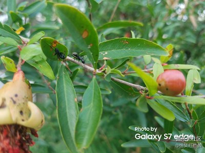 秒拍蟲(chóng)影