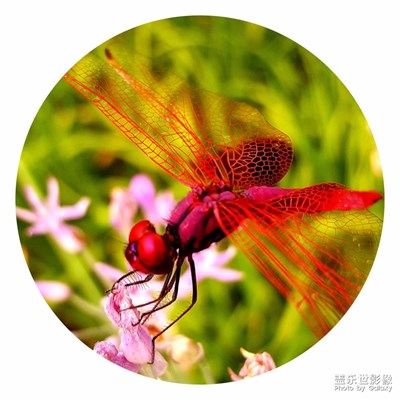 紅蜻蜓