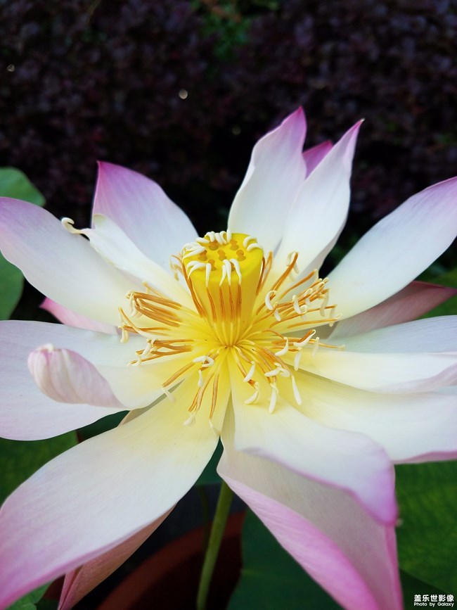 每周精帖匯【第67期：三星電子大中華區(qū)總裁竟然在賣手機(jī)！】