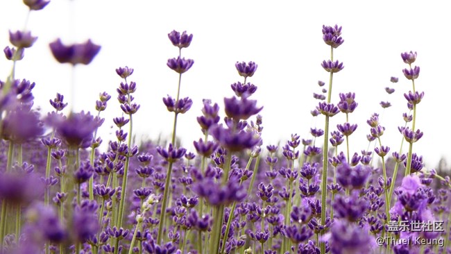 伊犁！懷念，不如一見（1）