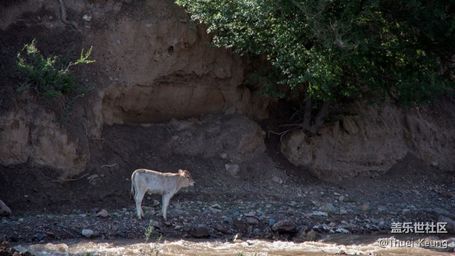 伊犁！懷念，不如一見（2）