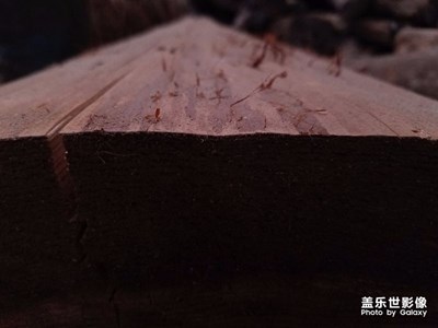 八月隨拍。