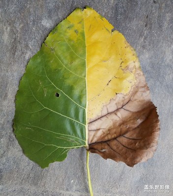 落葉的一生，只是為了歸根？