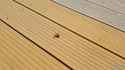 熱暈的蟲(chóng)子們