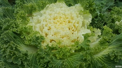 這是什么花？菜花嗎？