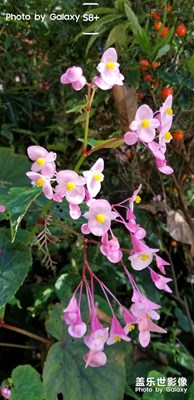 隨手拍，無后期。