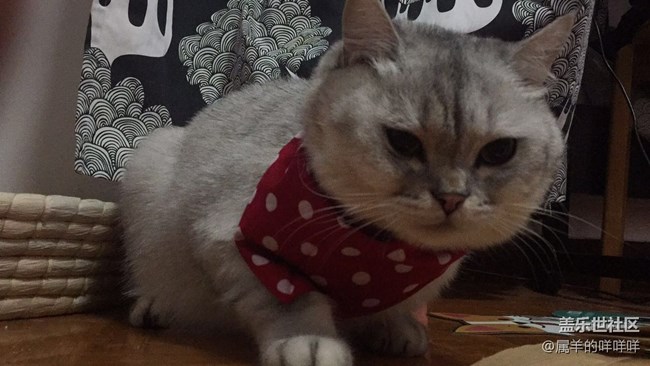 亞寵展，看了就想開(kāi)一個(gè)寵物店!