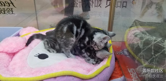 【S8+】怎么可以有這么可愛的喵~