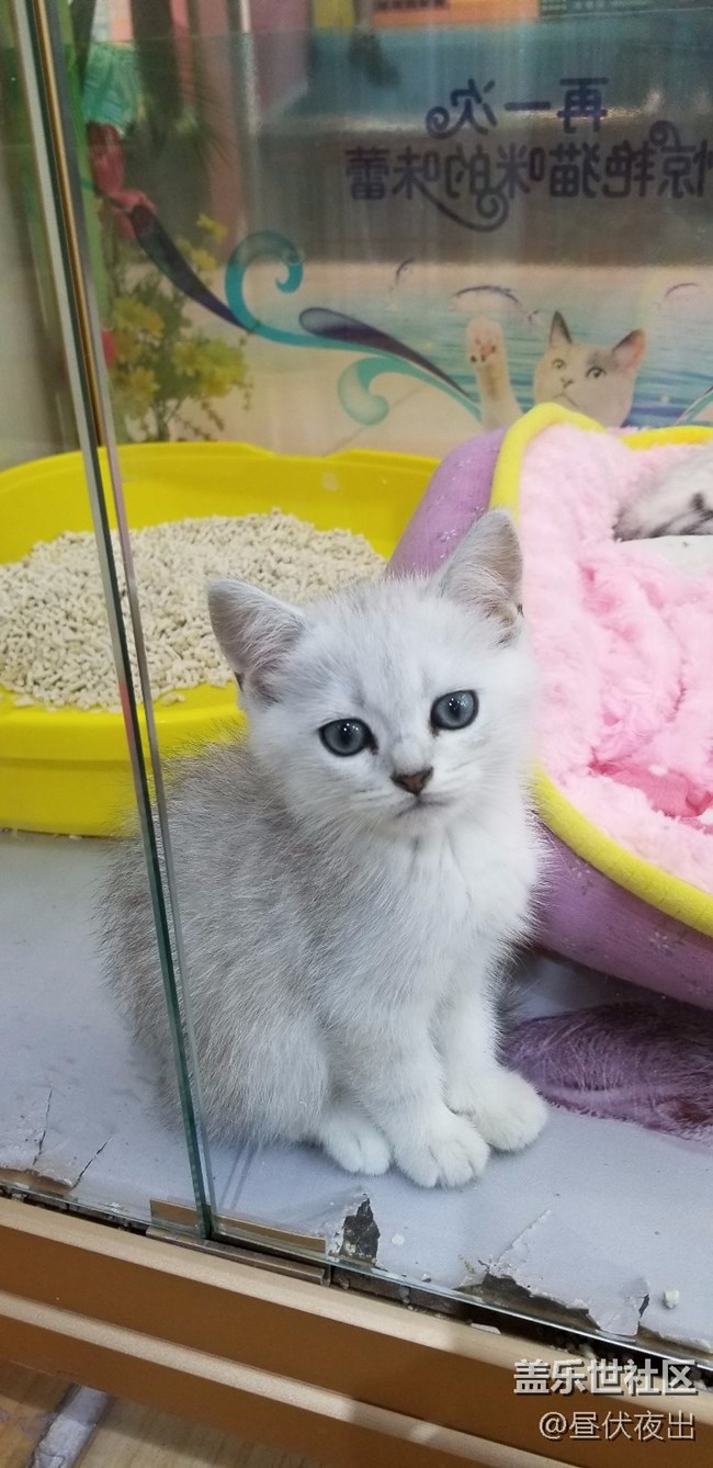 【S8+】怎么可以有這么可愛的喵~