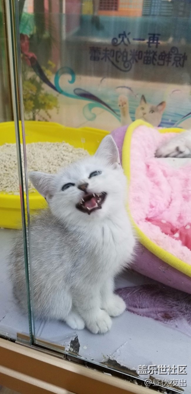 【S8+】怎么可以有這么可愛的喵~