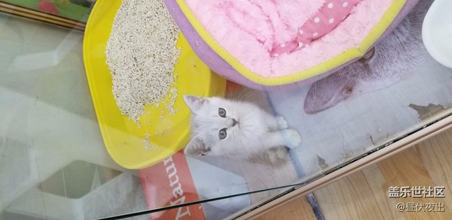 【S8+】怎么可以有這么可愛的喵~