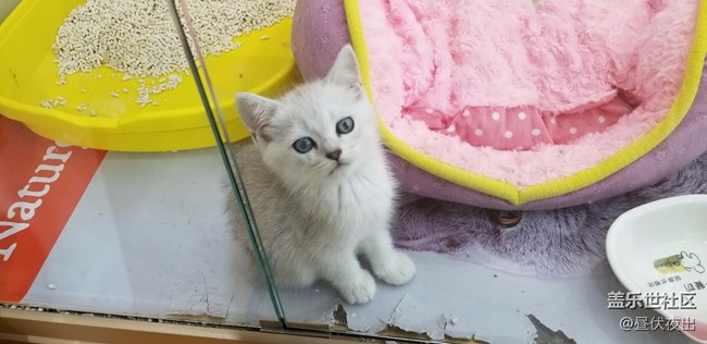 【S8+】怎么可以有這么可愛的喵~