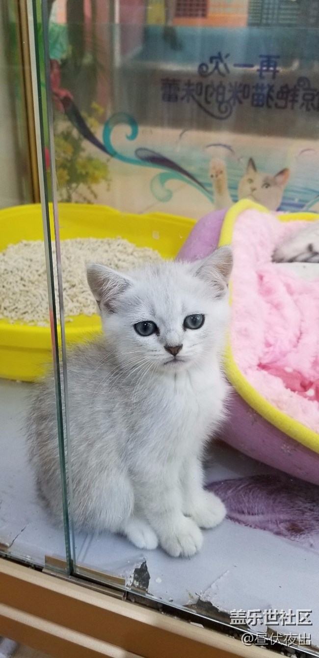 【S8+】怎么可以有這么可愛的喵~