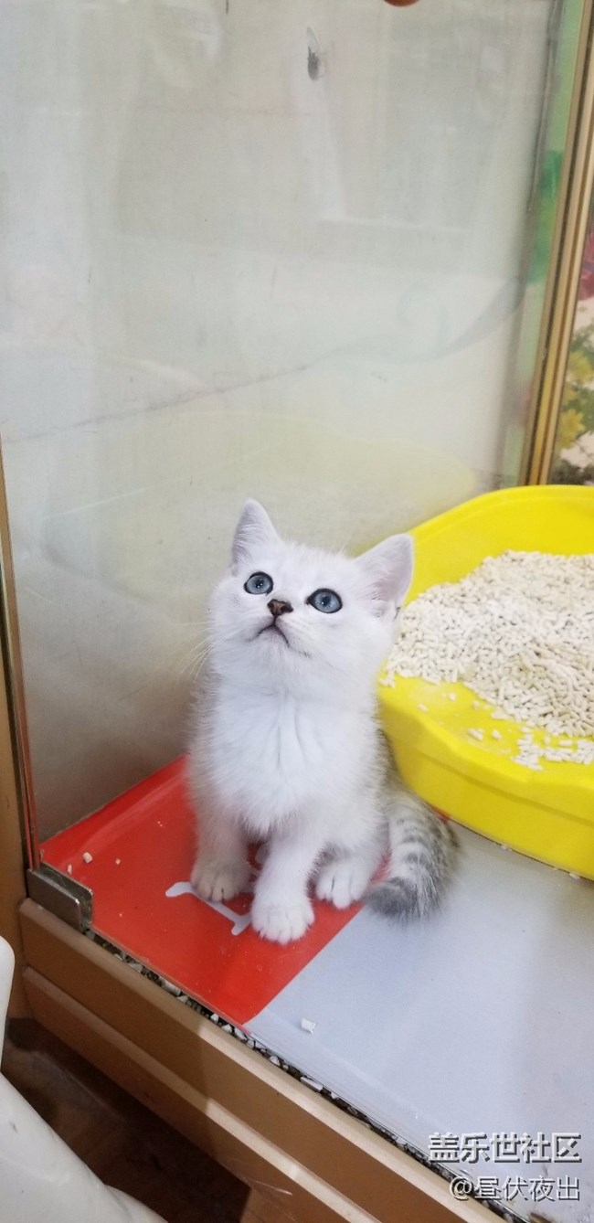 【S8+】怎么可以有這么可愛的喵~