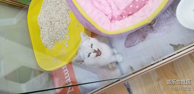 【S8+】怎么可以有這么可愛的喵~