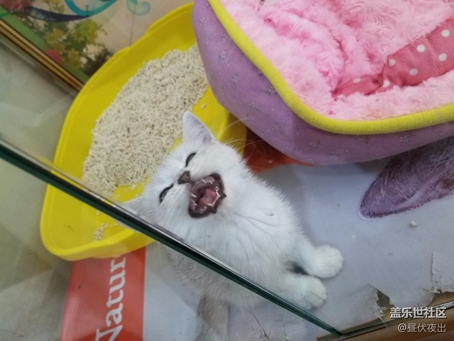 【S8+】怎么可以有這么可愛的喵~