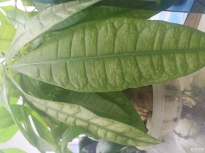 《致愛七夕》+生命