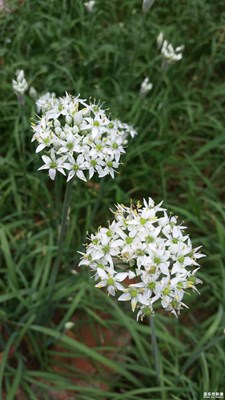 《致愛七夕》+歲月靜好