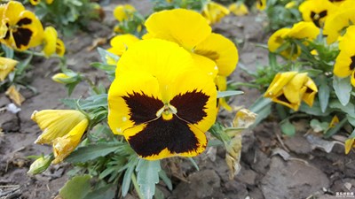 這是不是傳輸中的蝴蝶蘭？