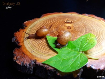 《致愛七夕》+2只蝸牛的七夕