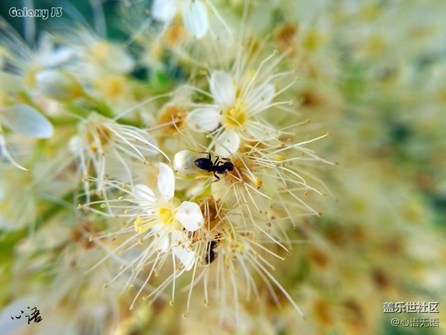 圖說(shuō)三星Ga;axy J3