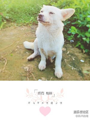 《致愛七夕》+它，用一生在陪伴你