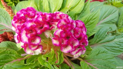 這個(gè)又是什么花