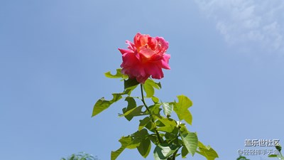 路邊野花不采只看