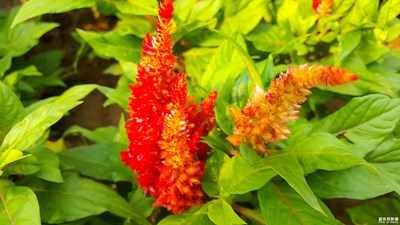 拍了半天，這個也不知道是什么花