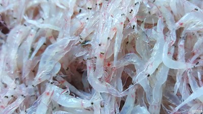 蝦？皮？蝦！皮！