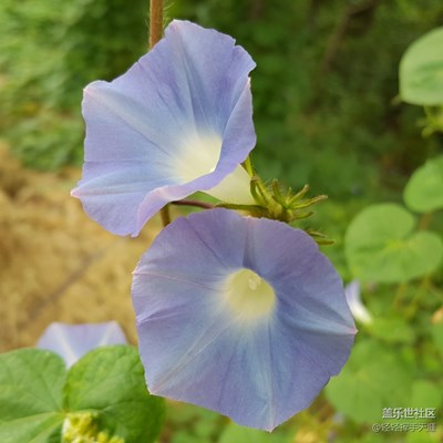 莫說秋日花凋盡，更有新花滿枝頭！