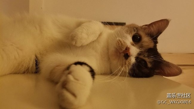 關(guān)于昨晚奧利奧的真相