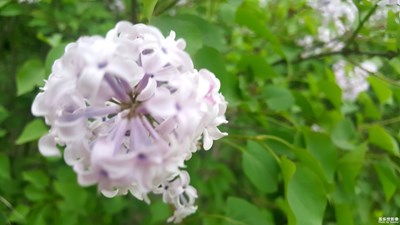 這個球球是什么花