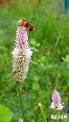 叫不出的蟲子，叫不出的花。