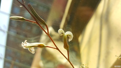 猜猜這是什么花