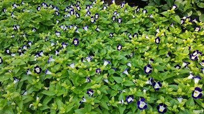 牽牛，牽牛，牽牛，牽牛