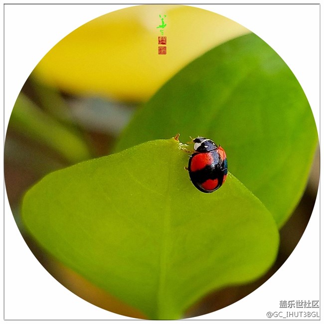 發(fā)幾張本人用三星NOTE系列手機(jī)所拍的相片和書(shū)手的書(shū)法作品