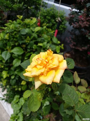 c9 pro 拍花草效果都不錯  就是拍人像不行