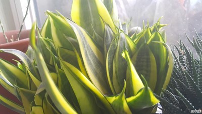 好像沒(méi)長(zhǎng)好，有沒(méi)有高手給指點(diǎn)一下