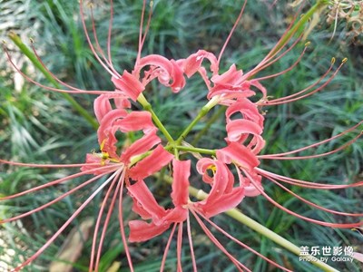 不知道名字的花