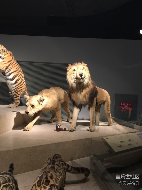 于公子帶你走進(jìn)上海自然博物館