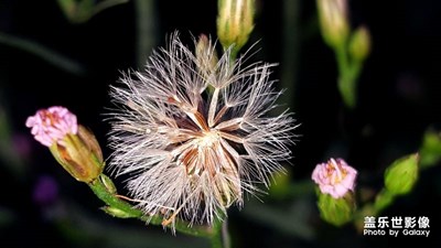 花季