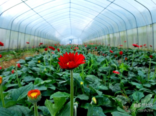 s7edge    7.0  有沒有體感自動接聽？