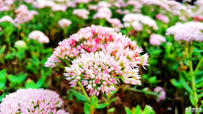 每周精帖匯【第72期：Note8星部落品鑒會等你來！】