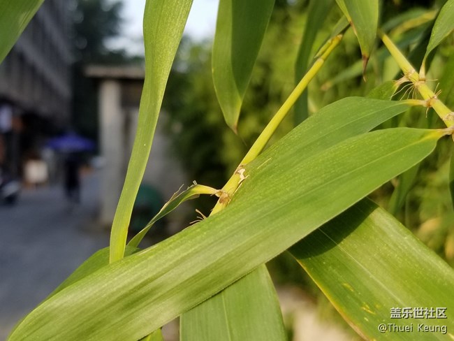 雙鏡頭這樣玩—Note8拍照體驗(yàn)