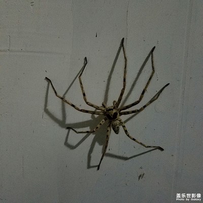 昨晚下班回來(lái)偶遇這貨，和上次從門(mén)縫鉆出來(lái)的差不多
