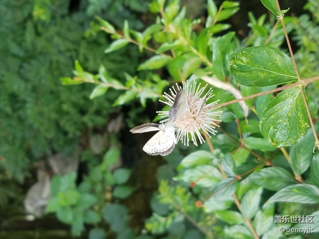 三星NOTE5、S7edge、S8+皇帝版隨手拍風(fēng)景分享