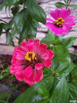 《秋天的故事》+連綿秋雨中的家鄉(xiāng)金水湖公園